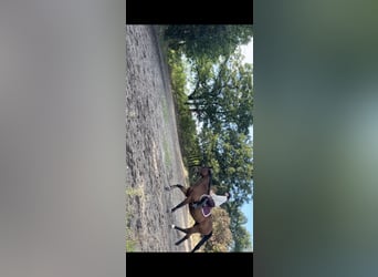 Polnisches Sportpferd, Wallach, 7 Jahre, 164 cm, Brauner