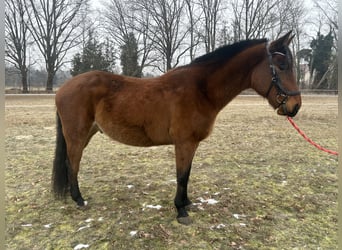 Polnisches Sportpferd, Wallach, 7 Jahre, 164 cm, Brauner