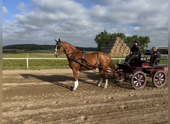Polnisches Sportpferd, Wallach, 7 Jahre, 164 cm, Fuchs
