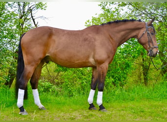 Polnisches Sportpferd, Wallach, 7 Jahre, 165 cm, Brauner