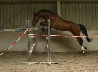 Polnisches Sportpferd, Wallach, 7 Jahre, 165 cm, Brauner