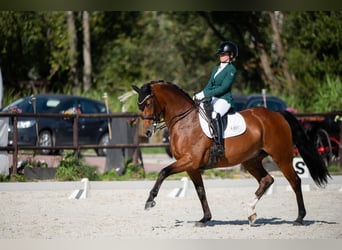 Polnisches Sportpferd, Wallach, 7 Jahre, 165 cm, Rotbrauner