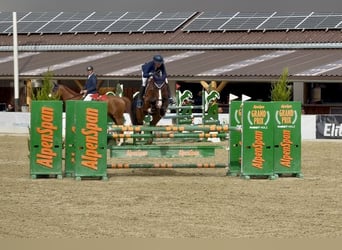 Polnisches Sportpferd, Wallach, 7 Jahre, 166 cm, Brauner