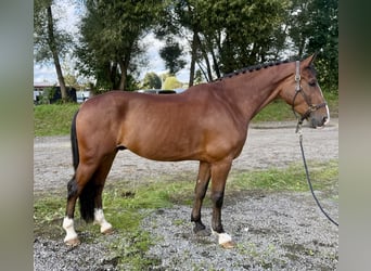 Polnisches Sportpferd, Wallach, 7 Jahre, 166 cm, Brauner