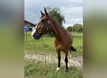 Polnisches Sportpferd, Wallach, 7 Jahre, 166 cm, Brauner