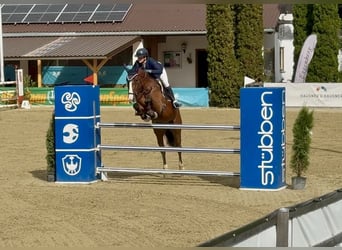 Polnisches Sportpferd, Wallach, 7 Jahre, 166 cm, Brauner