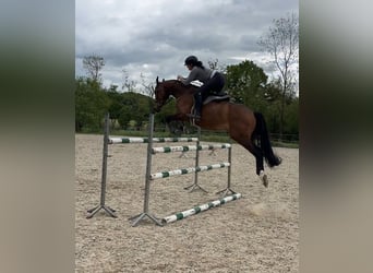 Polnisches Sportpferd, Wallach, 7 Jahre, 168 cm, Brauner