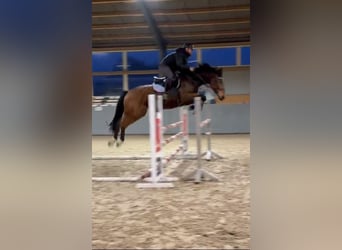 Polnisches Sportpferd, Wallach, 7 Jahre, 168 cm, Brauner
