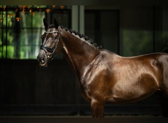 Polnisches Sportpferd, Wallach, 7 Jahre, 170 cm, Rappe