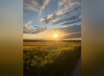 Polnisches Sportpferd, Wallach, 7 Jahre, 173 cm, Brauner