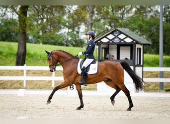 Polnisches Sportpferd, Wallach, 7 Jahre, 173 cm, Rotbrauner