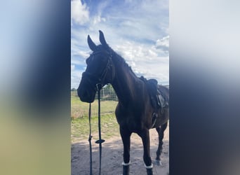Polnisches Sportpferd, Wallach, 7 Jahre, 176 cm, Rappe