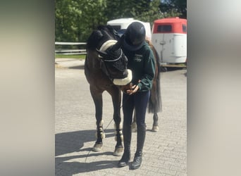 Polnisches Sportpferd Mix, Wallach, 8 Jahre, 155 cm, Dunkelbrauner