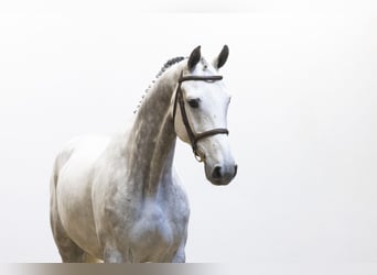 Polnisches Sportpferd, Wallach, 8 Jahre, 169 cm, Schimmel