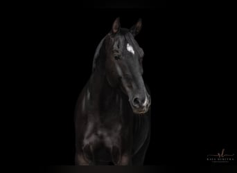 Polnisches Sportpferd, Wallach, 8 Jahre, 170 cm, Rappe