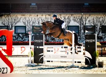 Polnisches Sportpferd, Wallach, 8 Jahre, 175 cm, Rotbrauner