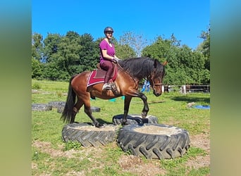 Polnisches Sportpferd, Wallach, 9 Jahre, 157 cm, Brauner