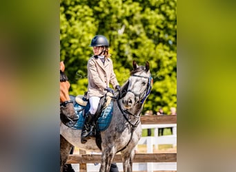 Polnisches Sportpferd, Wallach, 9 Jahre, 160 cm, Schimmel