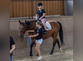 Polnisches Sportpferd, Wallach, 9 Jahre, 168 cm