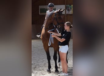 Polnisches Sportpferd, Wallach, 9 Jahre, 168 cm