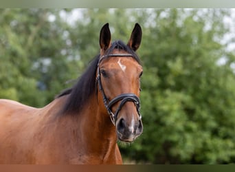 Polnisches Sportpferd, Wallach, 9 Jahre, 168 cm