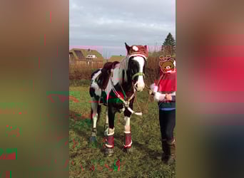Polnisches Sportpferd, Wallach, 9 Jahre, 170 cm, Schecke