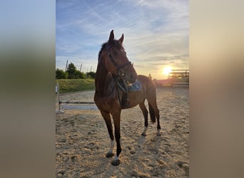 Polnisches Sportpferd, Wallach, 9 Jahre, 175 cm, Brauner
