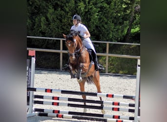 Polnisches Sportpferd, Wallach, 9 Jahre, 175 cm, Rotbrauner