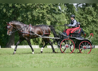 Polnisches Warmblut, Hengst, 13 Jahre, 166 cm, Dunkelbrauner