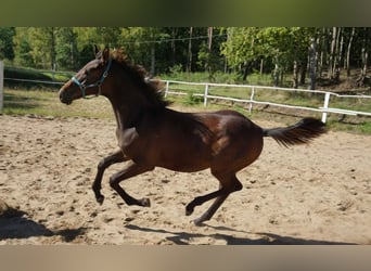 Polnisches Warmblut, Hengst, 1 Jahr, 154 cm, Dunkelbrauner