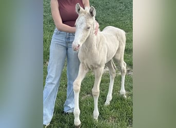 Polnisches Warmblut, Hengst, 1 Jahr, 165 cm, Cremello