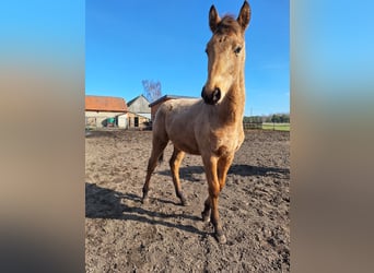 Polnisches Warmblut, Hengst, 1 Jahr, 167 cm, Buckskin