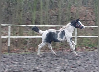 Polnisches Warmblut, Hengst, 1 Jahr, 170 cm, Schecke