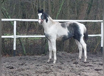 Polnisches Warmblut, Hengst, 1 Jahr, 170 cm, Schecke