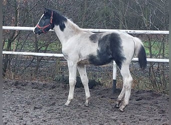 Polnisches Warmblut, Hengst, 1 Jahr, 170 cm, Schecke