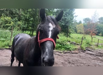 Polnisches Warmblut, Hengst, 1 Jahr, Rappe