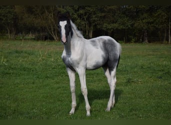 Polnisches Warmblut, Hengst, 1 Jahr, Schecke