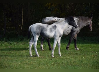 Polnisches Warmblut, Hengst, 1 Jahr, Schecke