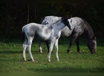 Polnisches Warmblut, Hengst, 1 Jahr, Schecke