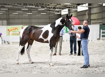 Polnisches Warmblut, Hengst, 3 Jahre, 167 cm, Schecke