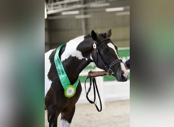 Polnisches Warmblut, Hengst, 3 Jahre, 167 cm, Schecke