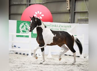 Polnisches Warmblut, Hengst, 3 Jahre, 167 cm, Schecke