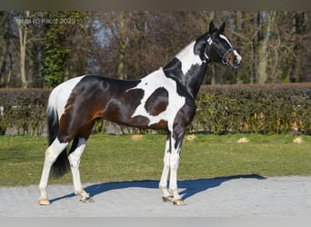 Polnisches Warmblut, Hengst, 3 Jahre, 169 cm, Schecke