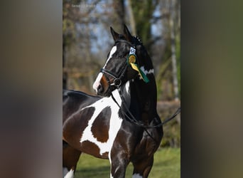 Polnisches Warmblut, Hengst, 3 Jahre, 169 cm, Schecke