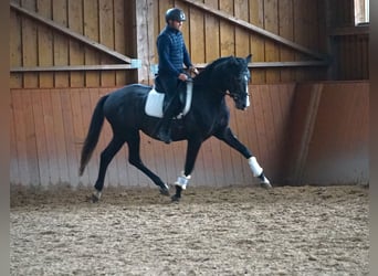 Polnisches Warmblut, Hengst, 4 Jahre, 162 cm, Kann Schimmel werden