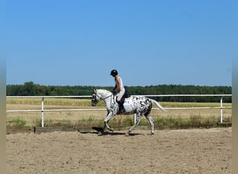 Polnisches Warmblut, Hengst, 4 Jahre, 164 cm, Tigerschecke