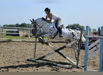 Polnisches Warmblut, Hengst, 4 Jahre, 164 cm, Tigerschecke