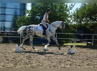 Polnisches Warmblut, Hengst, 4 Jahre, 164 cm, Tigerschecke