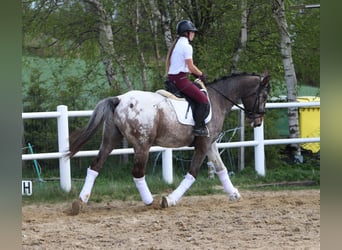 Polnisches Warmblut, Hengst, 4 Jahre, 165 cm, Tigerschecke