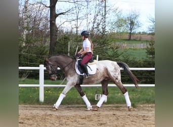 Polnisches Warmblut, Hengst, 4 Jahre, 165 cm, Tigerschecke